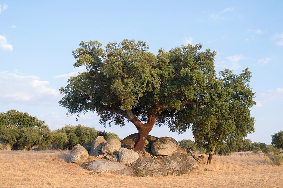 sobreiro