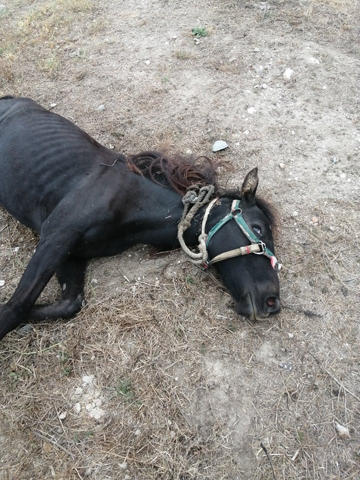 Pelo fim do abate de cavalos