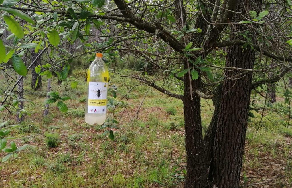armadilha para vespa asiática, pendurada numa árvore