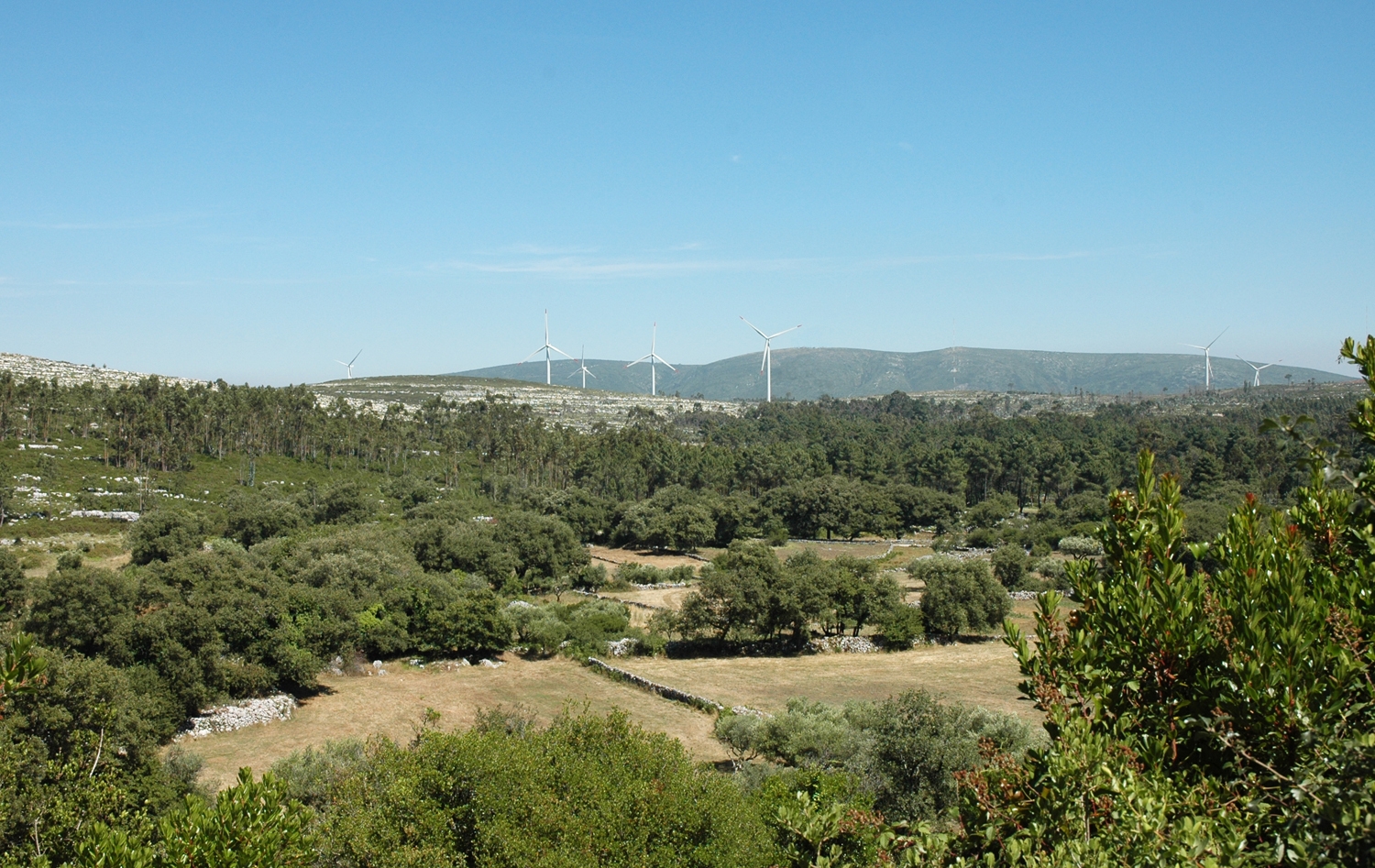 Paisagem florestal no concelho da Batalha
