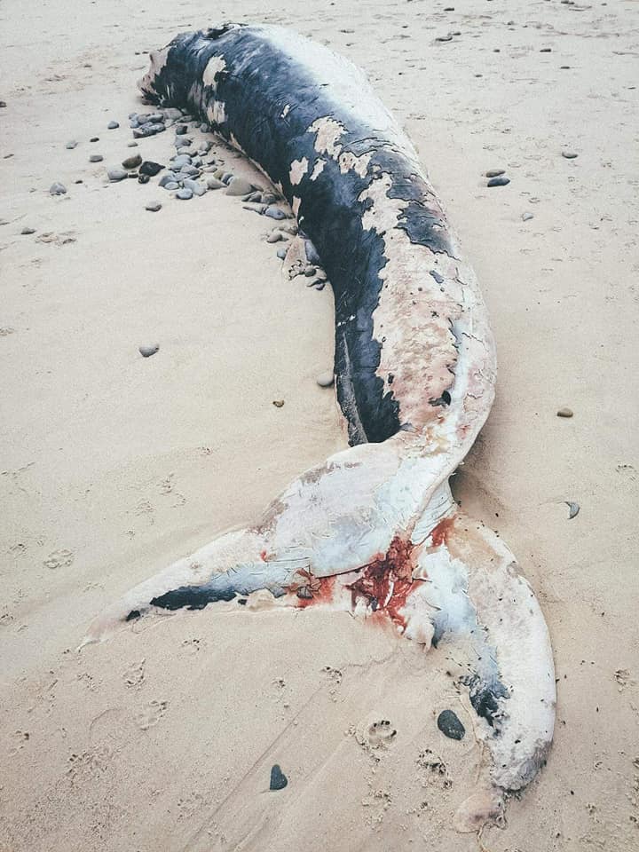 Baleia encontrada morta em Peniche