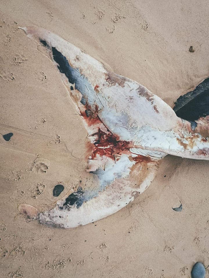 Baleia encontrada morta em Peniche