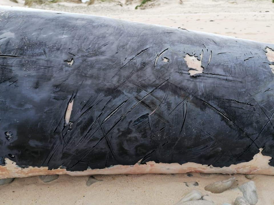 Baleia encontrada morta em Peniche