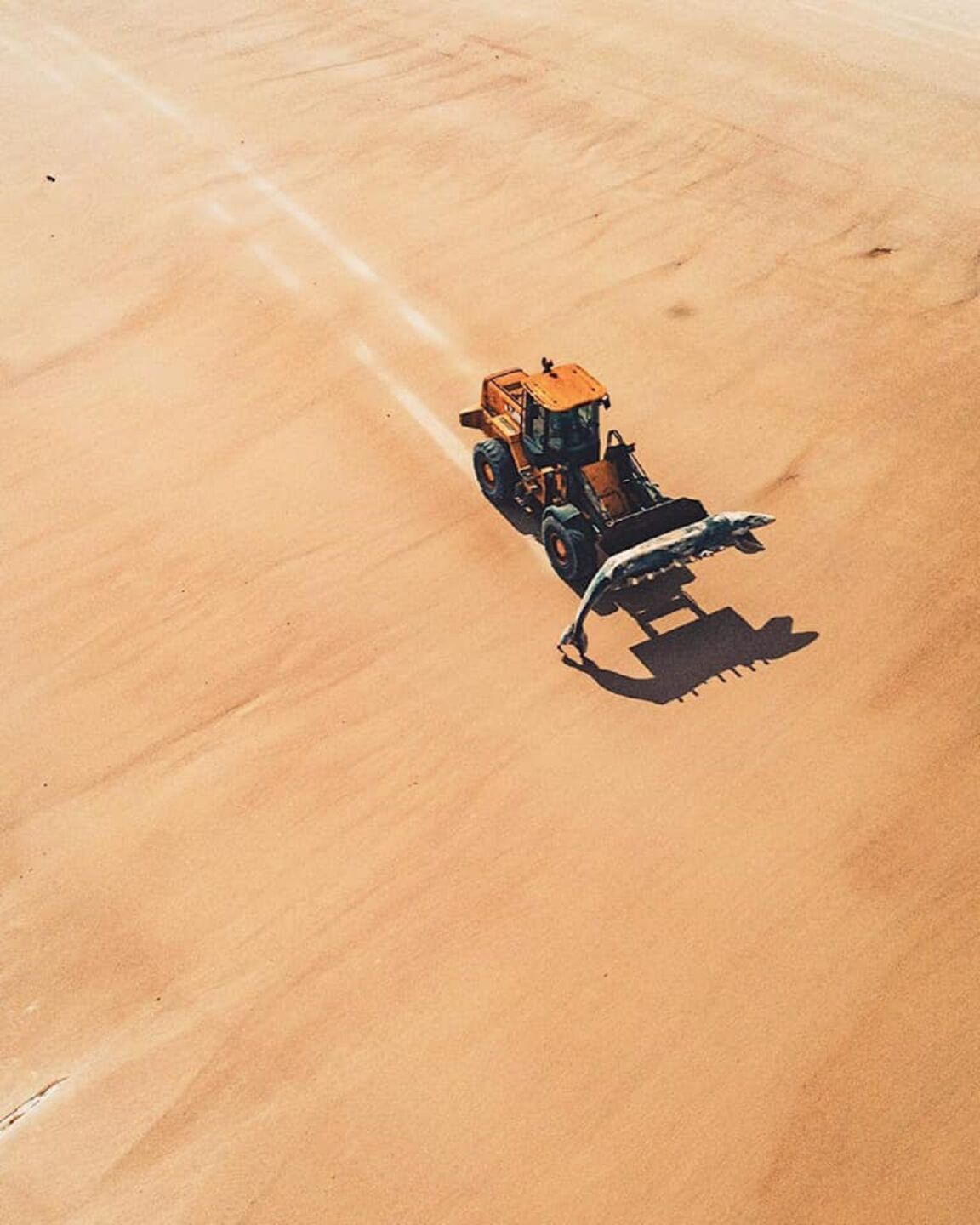 Baleia encontrada morta em Peniche