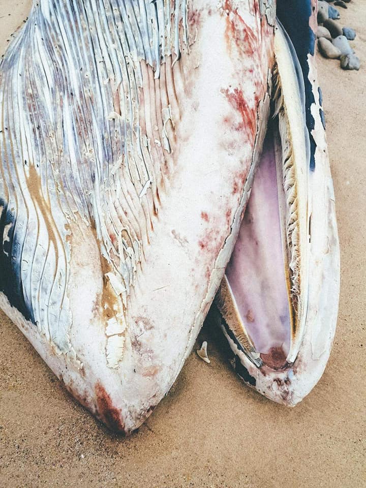 Baleia encontrada morta em Peniche