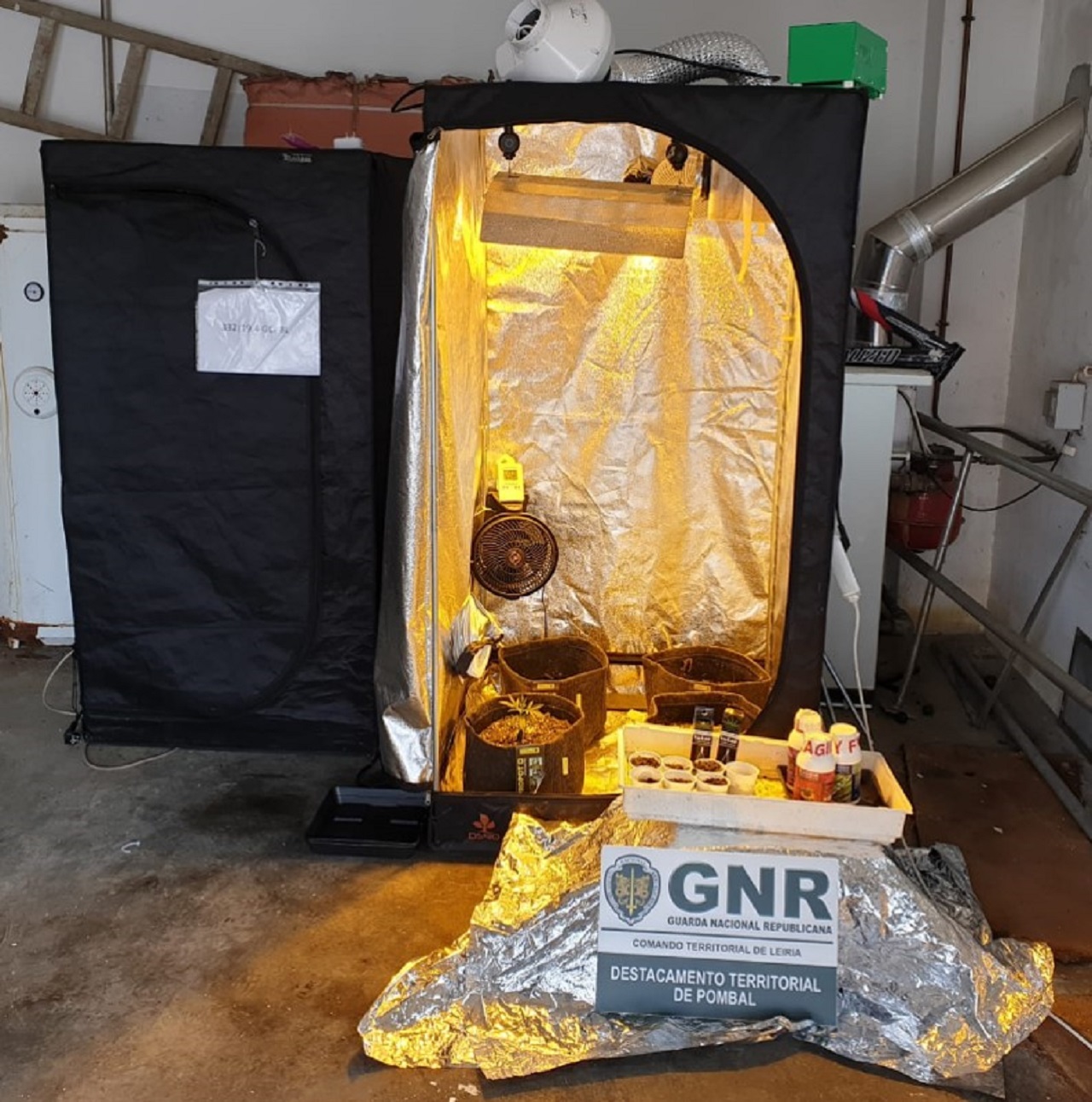 estufa de germinação da planta cannabis apreendida pela GNR