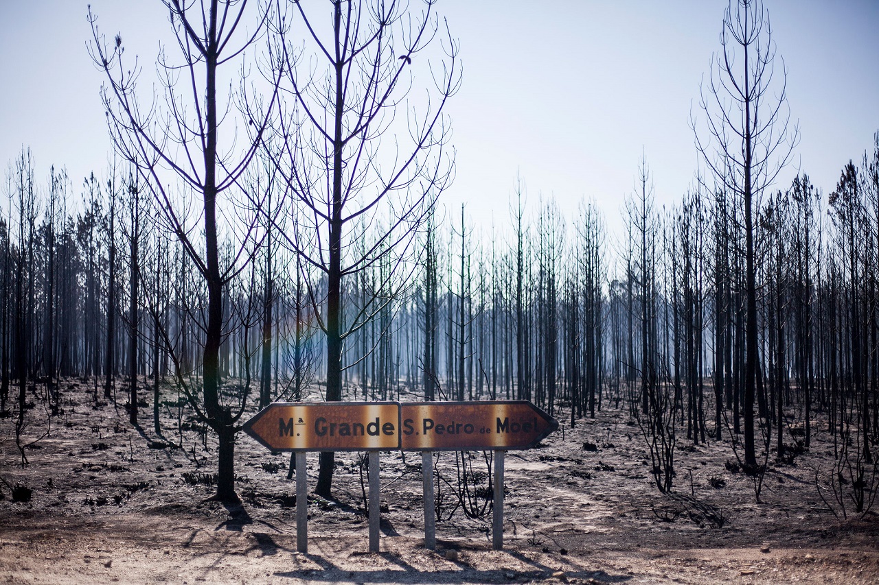 árvores queimadas no pinhal de leiria após o incêndio de outubro de 2017