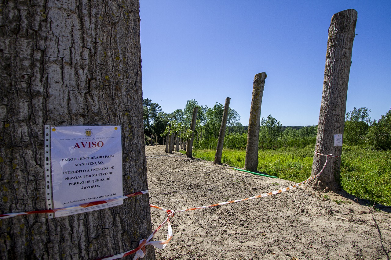 Árvores cortadas no parque da lagoa na ortigosa