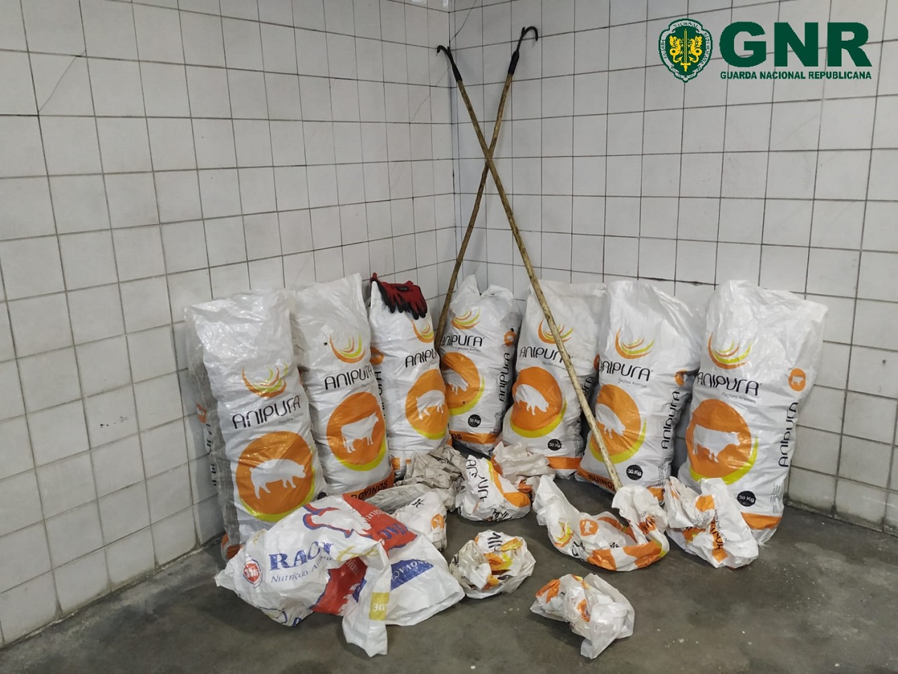 GNR Leiria apreende pinha