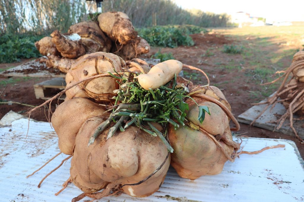 Maior batata doce do mundo em Peniche