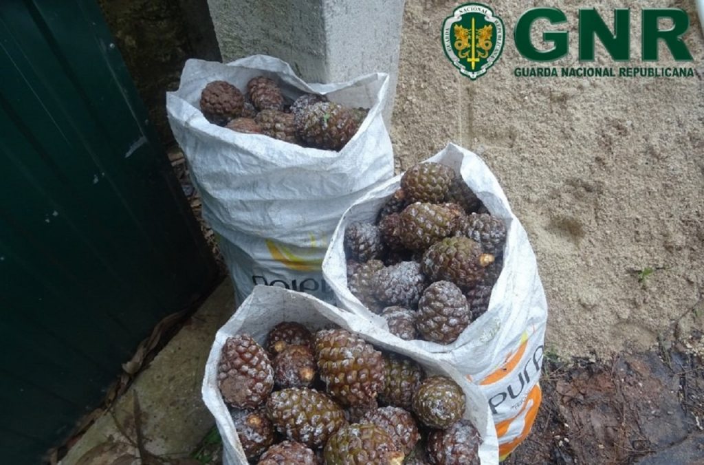 GNR identifica indivíduo em Óbidos por furto de pinhas de pinheiro-manso –  Região de Leiria