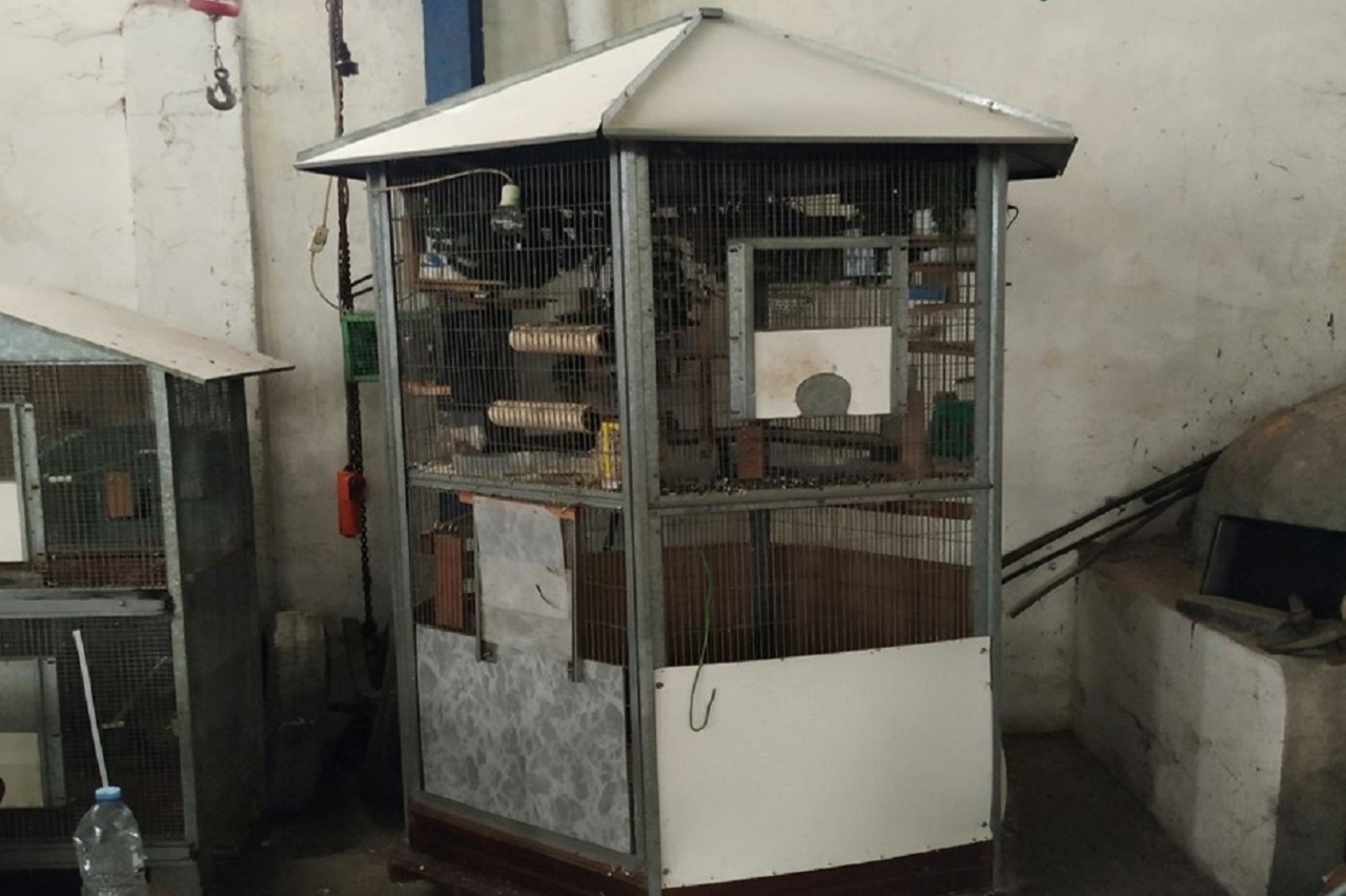 Gaiola encontrada pela GNR com aves em cativeiro