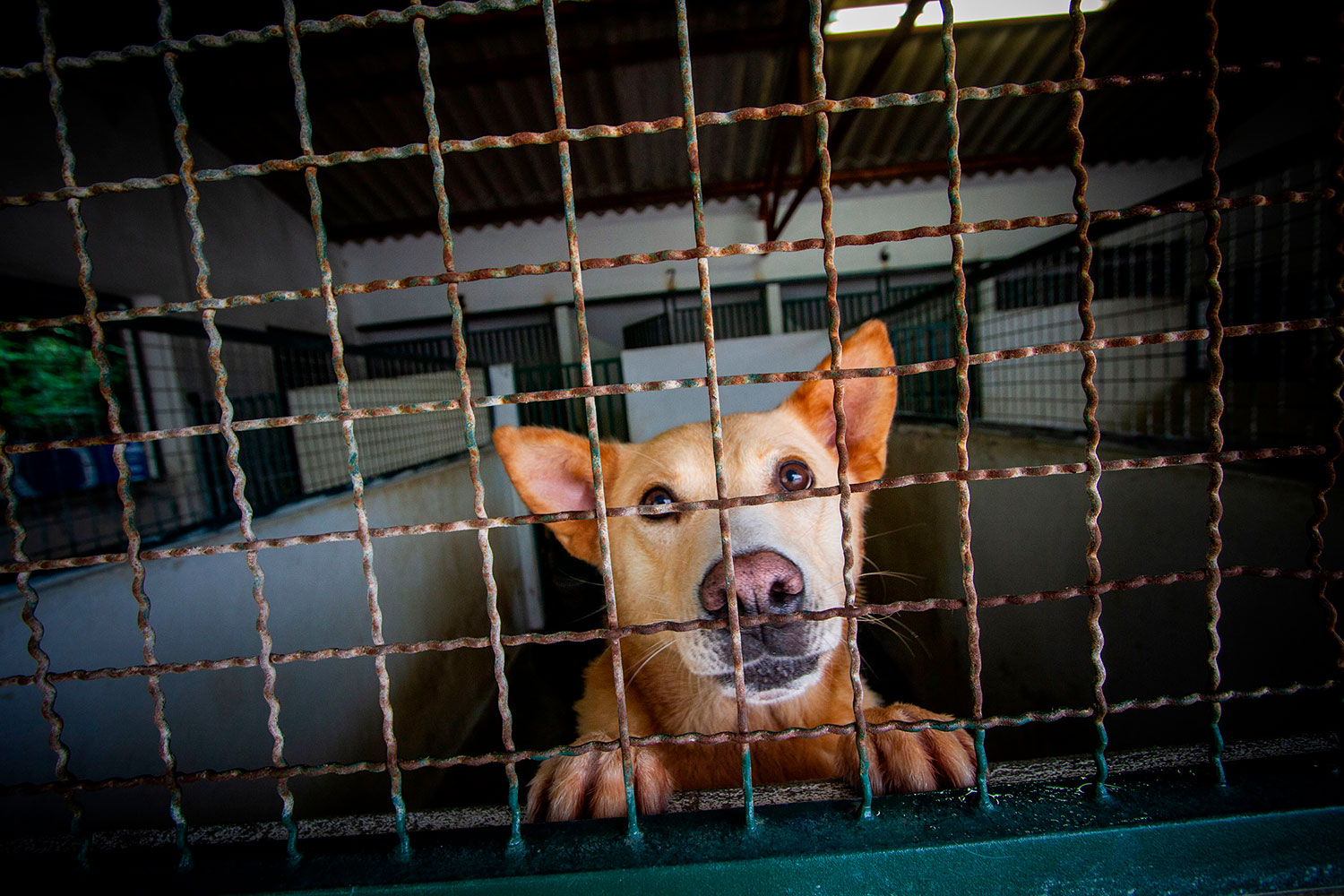 Imagem de cão num canil municipal