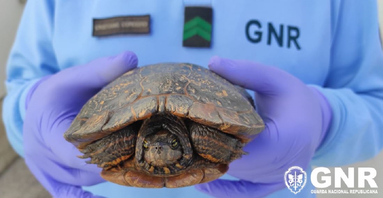 tartaruga de faces rosadas nas mãos de um elemento da GNR