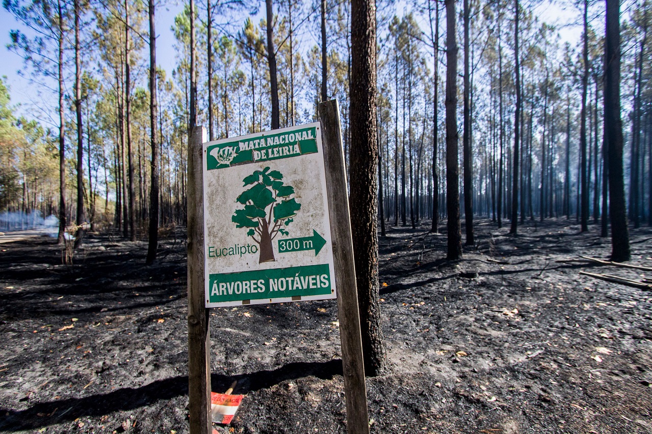 imagem de placa de árvores notáveis no pinhal de leiria após o incêndio de outubro de 2017