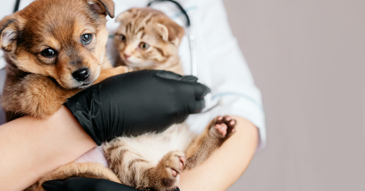 Alcobaça avança com campanha solidária de esterilização de cães e gatos - Vimarsana News