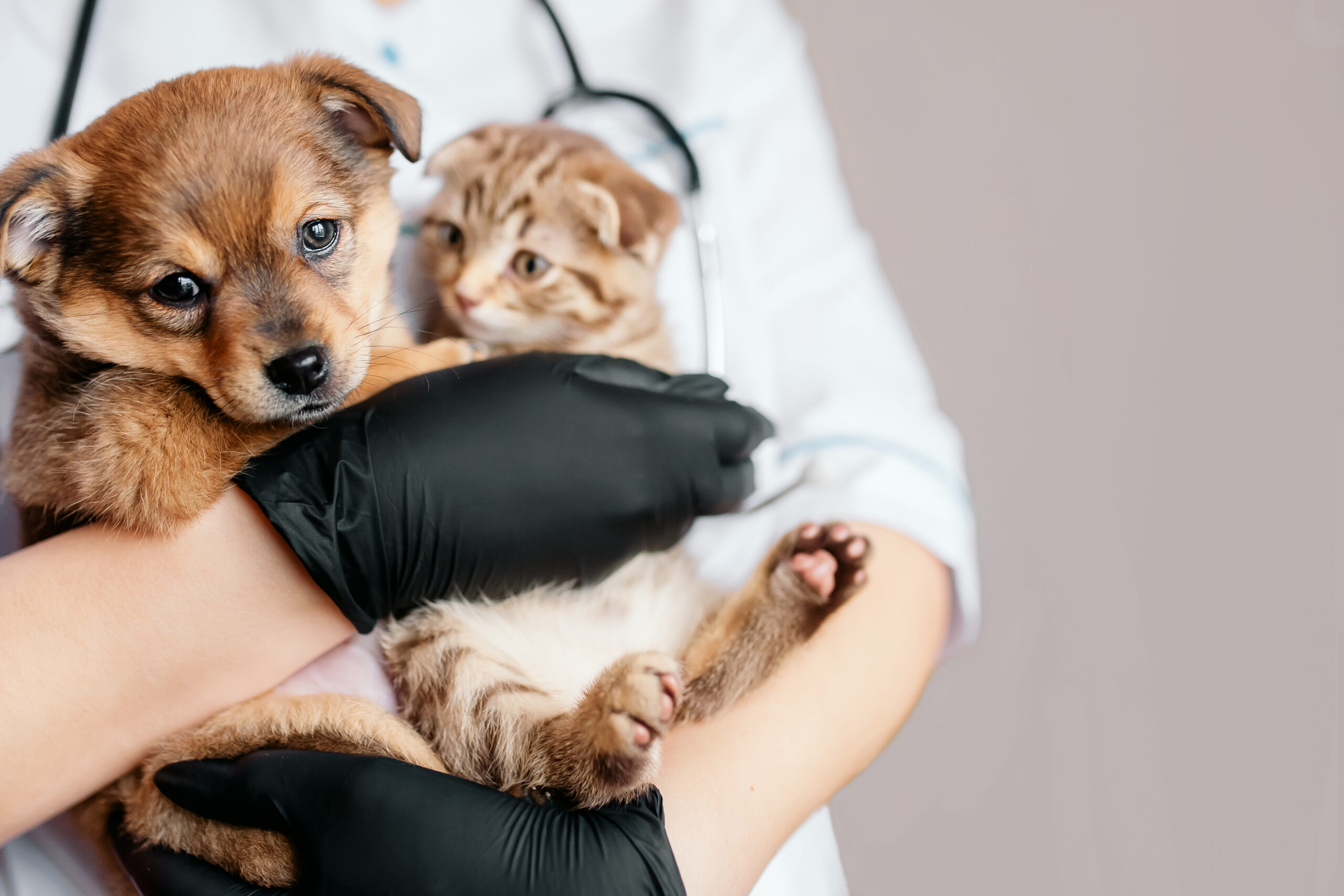 veterinario com cao e gato