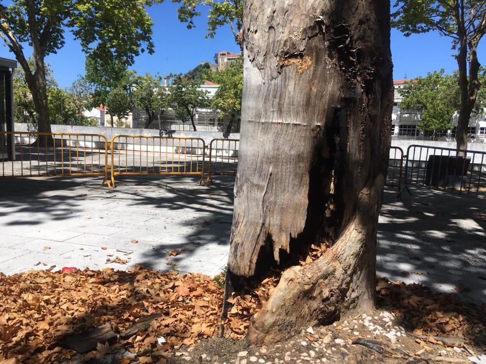Tronco de árvore com cavidade profunda provocada por ato de vandalismo