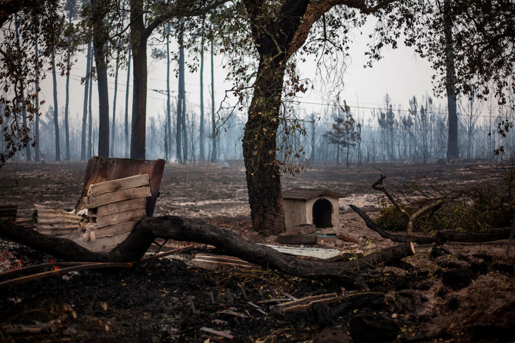 foto de árvores e uma casota de cão ardida