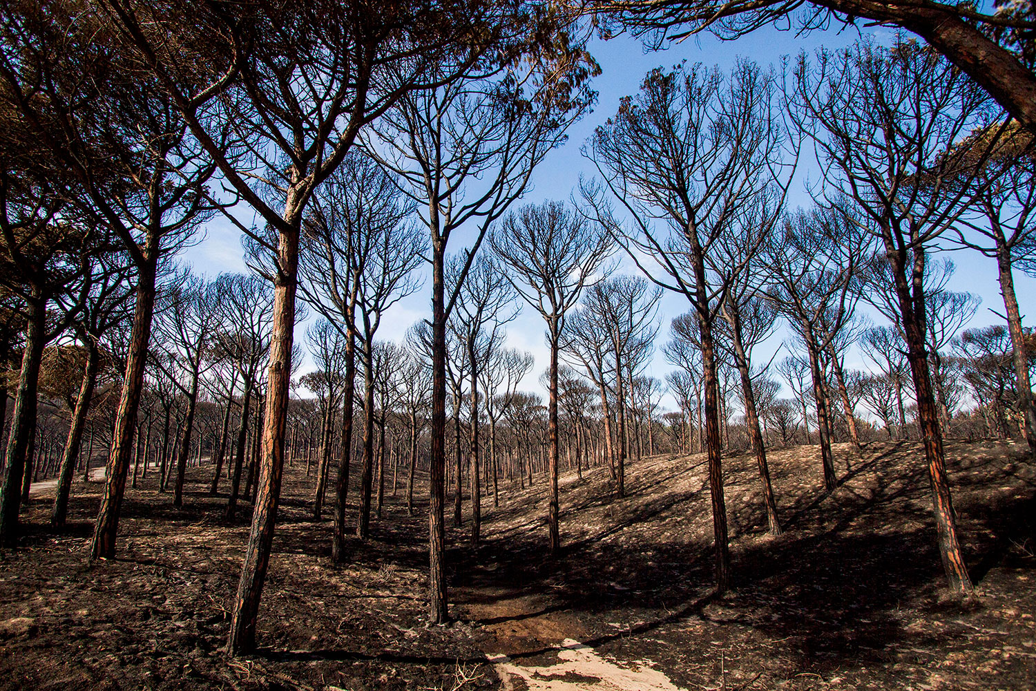 Incêndios: Ministro da Administração Interna reconhece que o verão vai ser “muito duro”