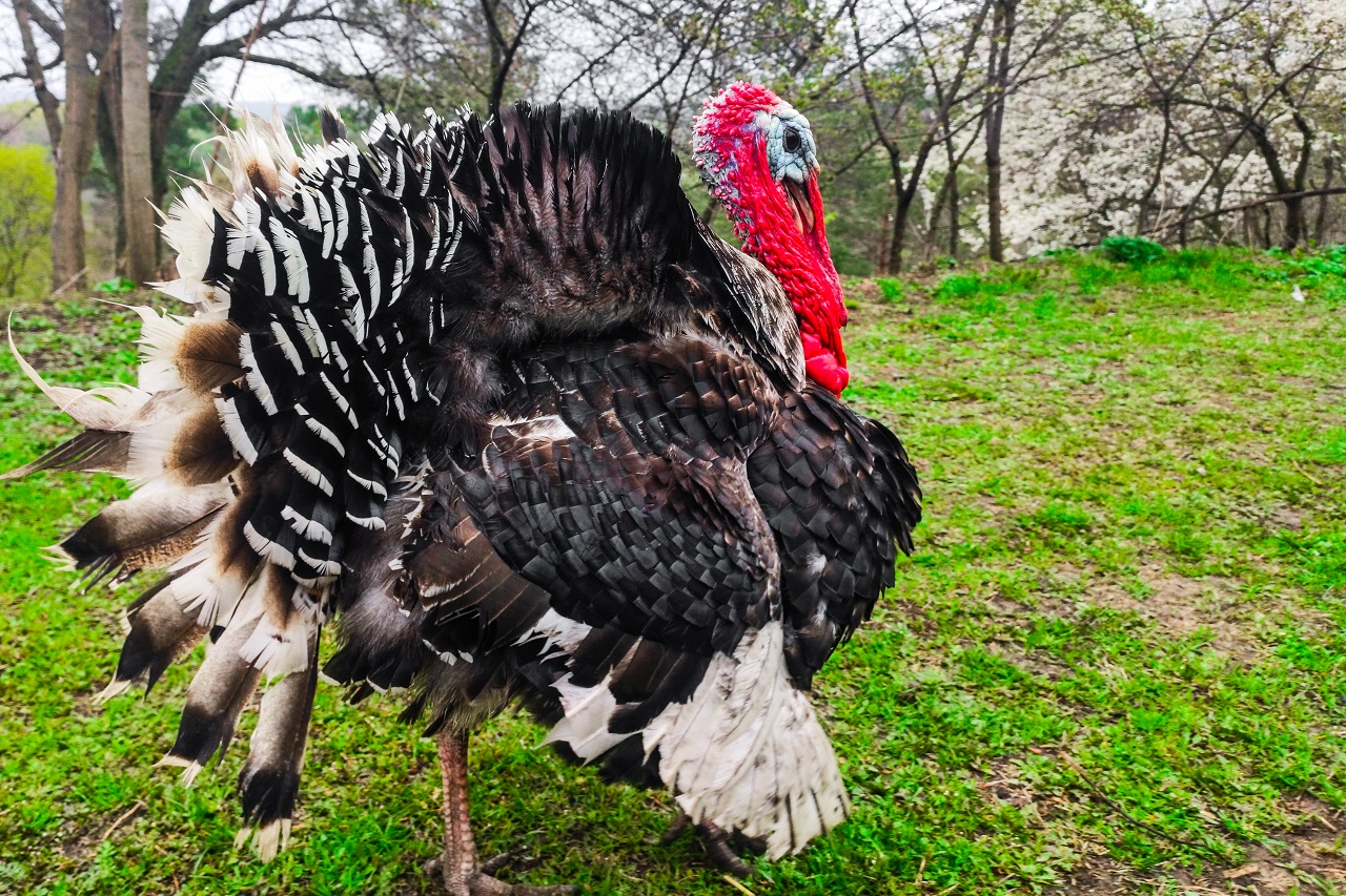 Foto de peru ao ar livre