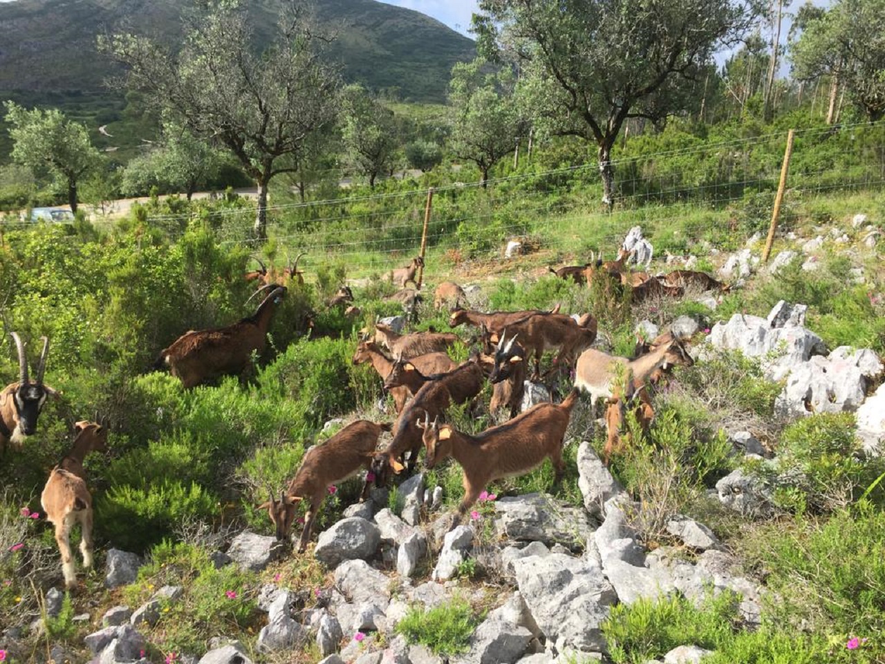 foto de um rebanho de cabras no parque natural das serras de aire e candeeiros