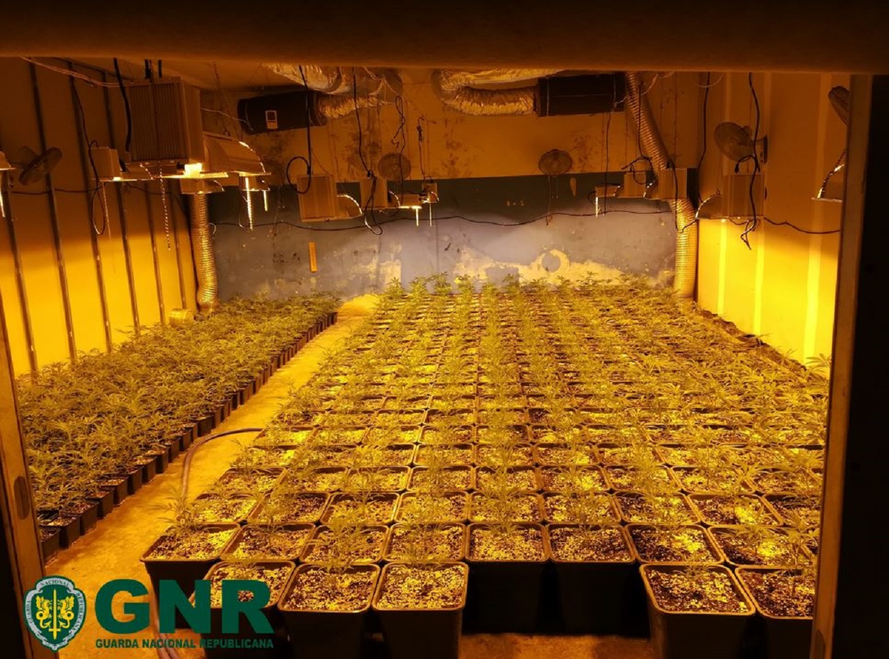 foto de plantação de canábis