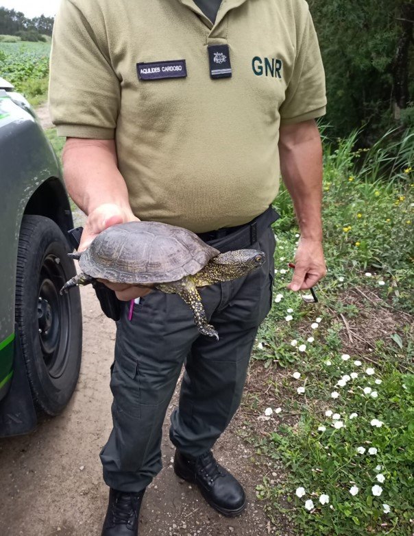 GNR resgata cágado à beira da estrada e leva-o a “casa” – Região