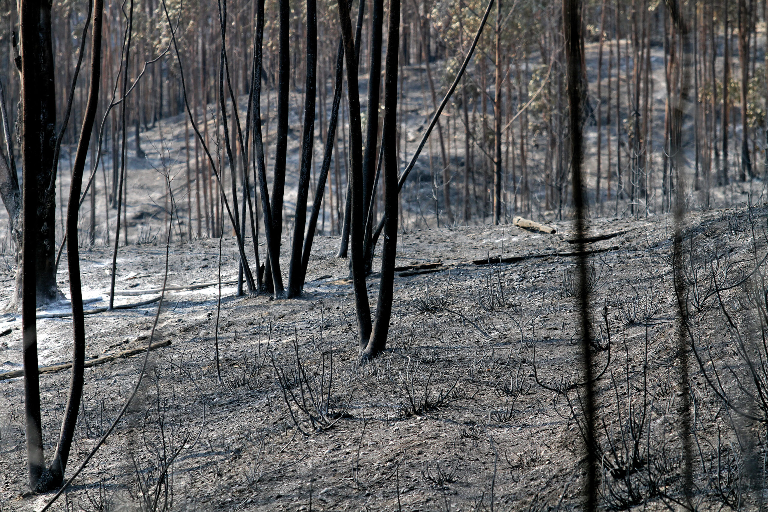 foto de floresta com árvores queimadas