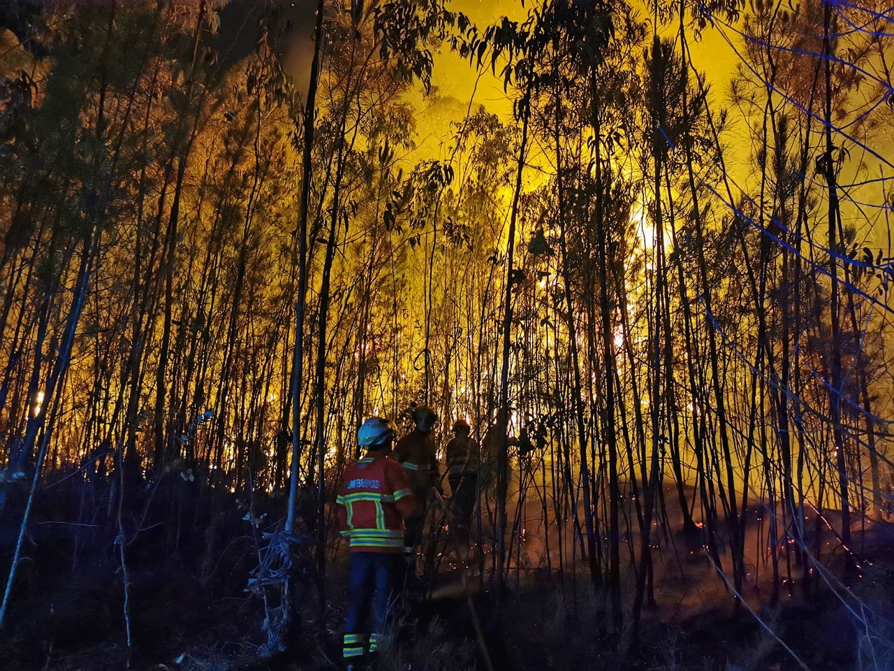 foto de floresta em chamas à noite