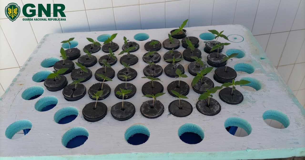 Foto de plantas de canábis apreendidas pela GNR