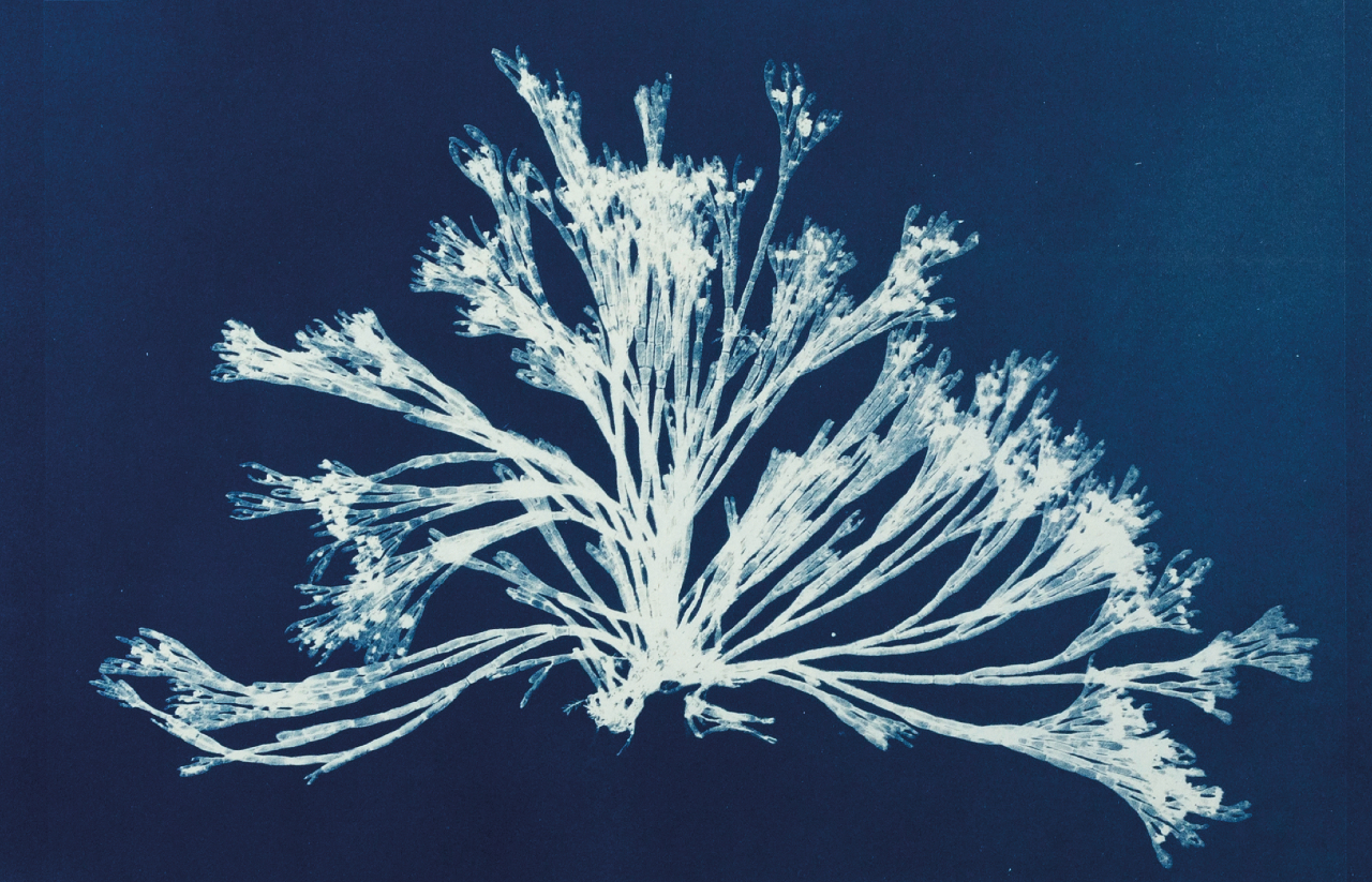 fotografia de uma alga