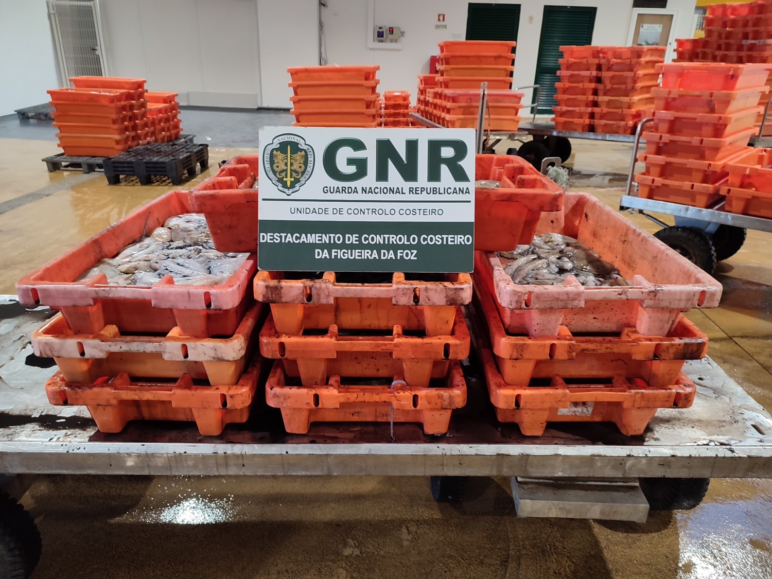 Várias caixas laranja com pescado estão empilhadas num espaço de trabalho. Em primeiro plano, uma placa identifica a GNR e o Destacamento de Controlo Costeiro da Figueira da Foz.
