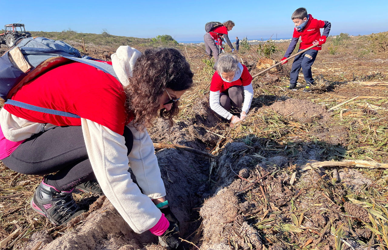 pessoas a plantar pinheiros no pinhal do rei