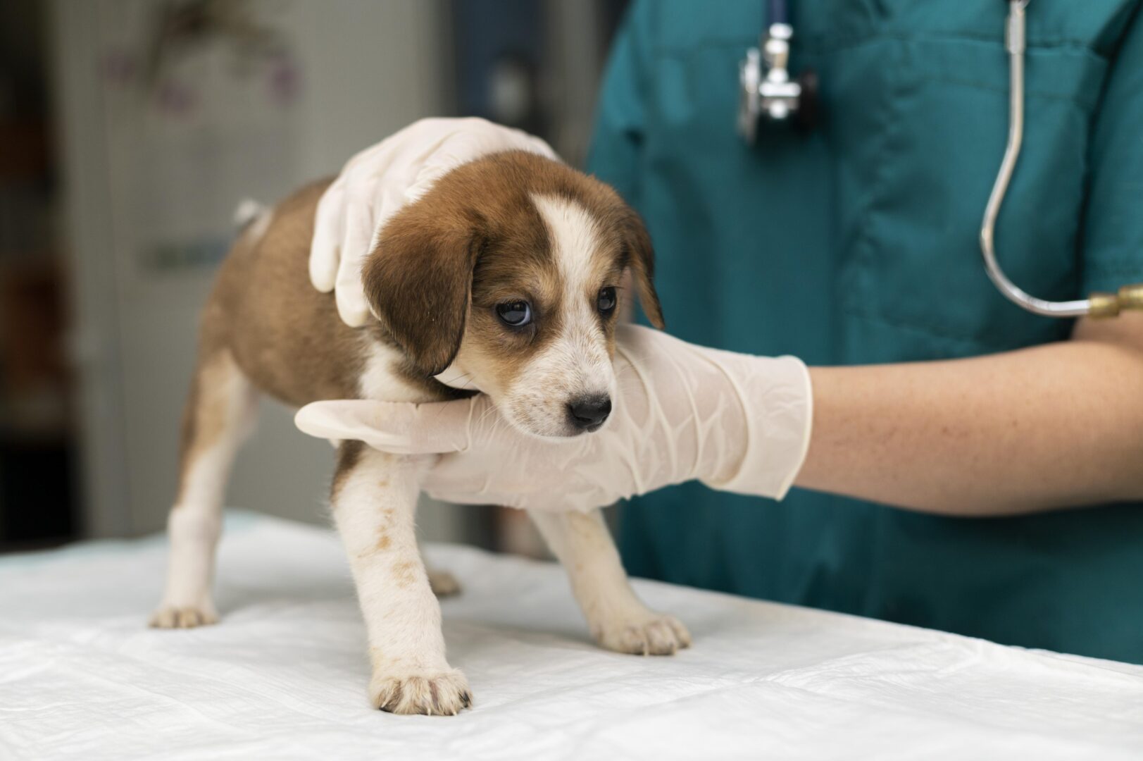 Petição pede redução para 6% do IVA em cuidados veterinários para animais de companhia