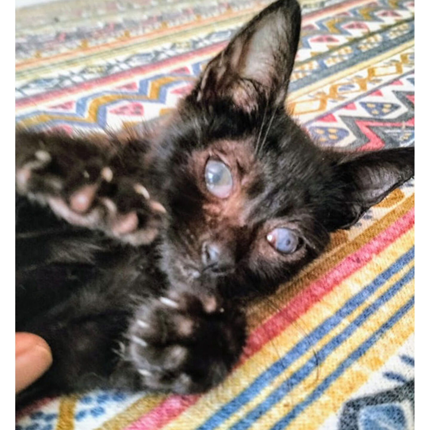Um gatinho preto está deitado sobre um tecido colorido com padrões geométricos. Tem as patas levantadas e olha para a câmara.