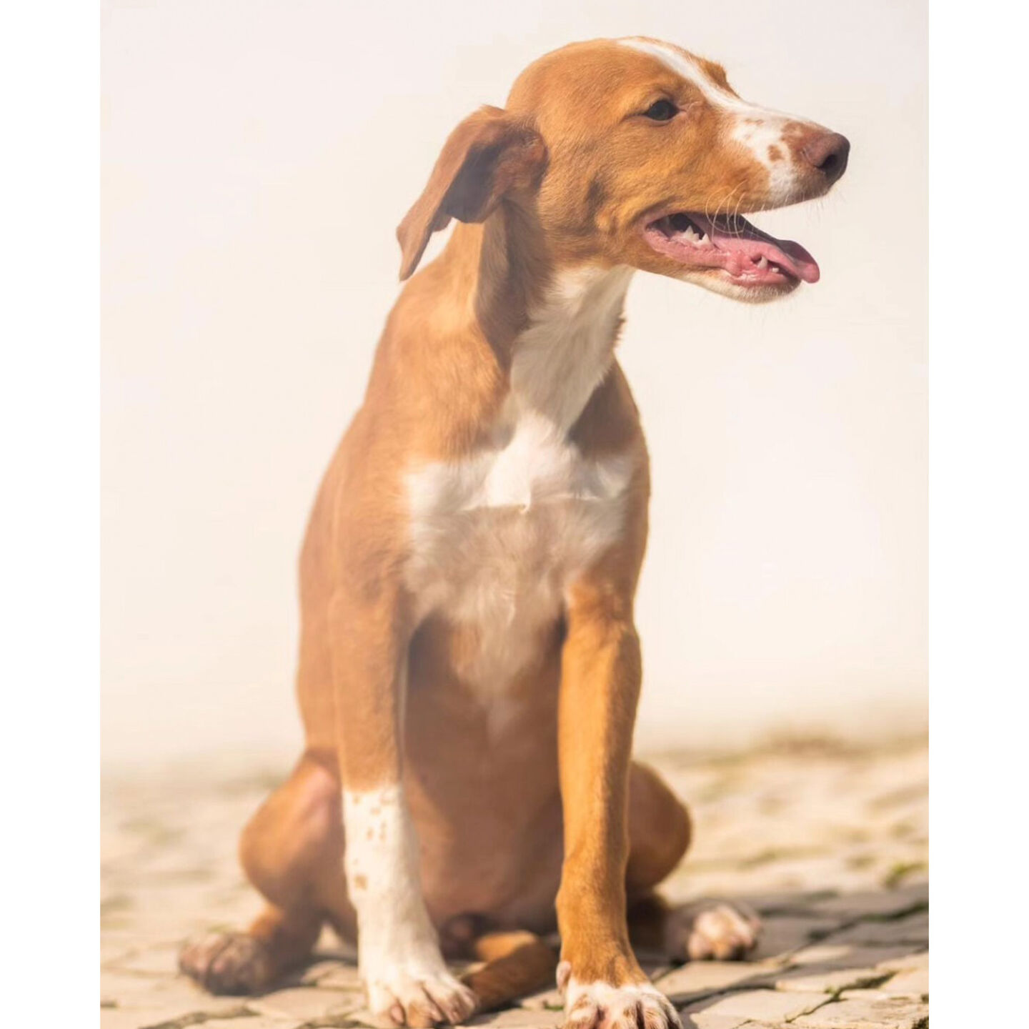 Um cão castanho e branco está sentado ao ar livre, com a boca aberta e a olhar para a direita. Não há texto visível na imagem.