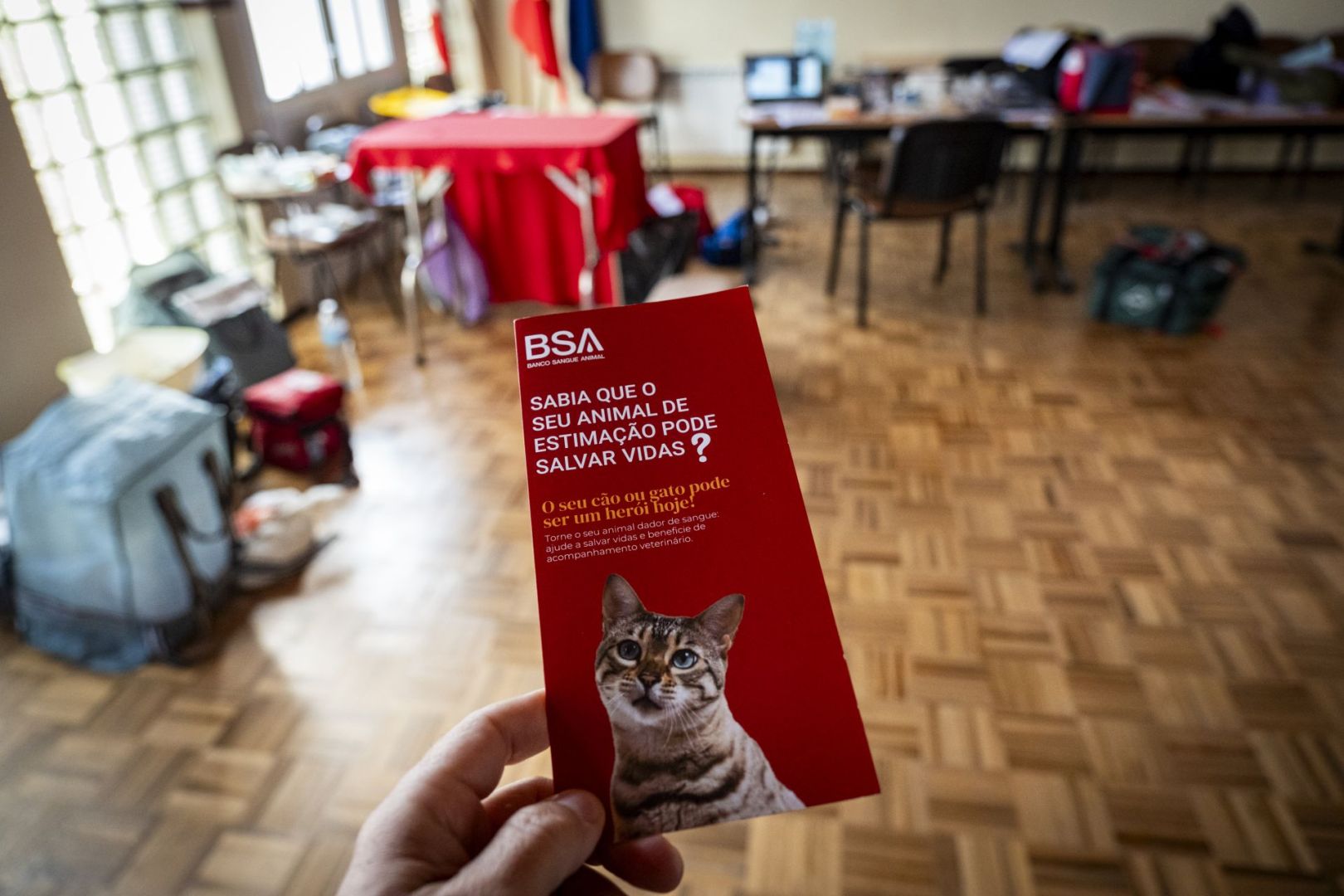 Gatos e cães também podem doar sangue e salvar vidas