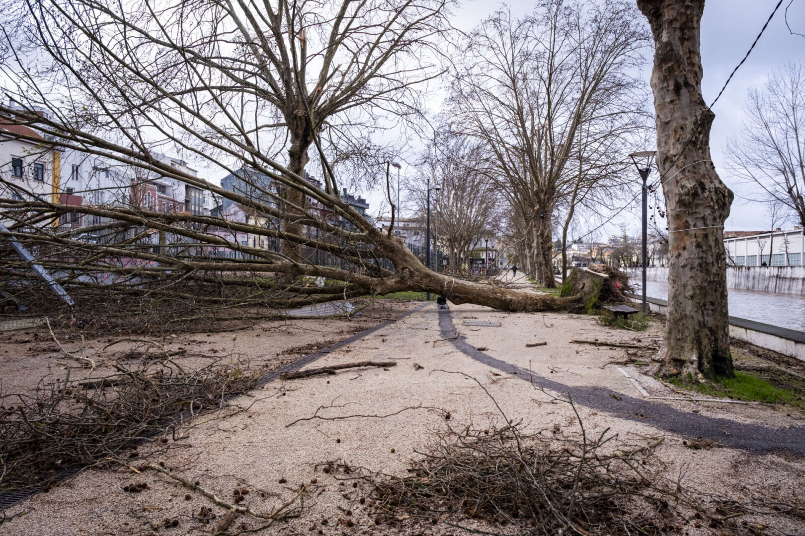 Leiria perdeu 156 árvores septuagenárias na zona urbana