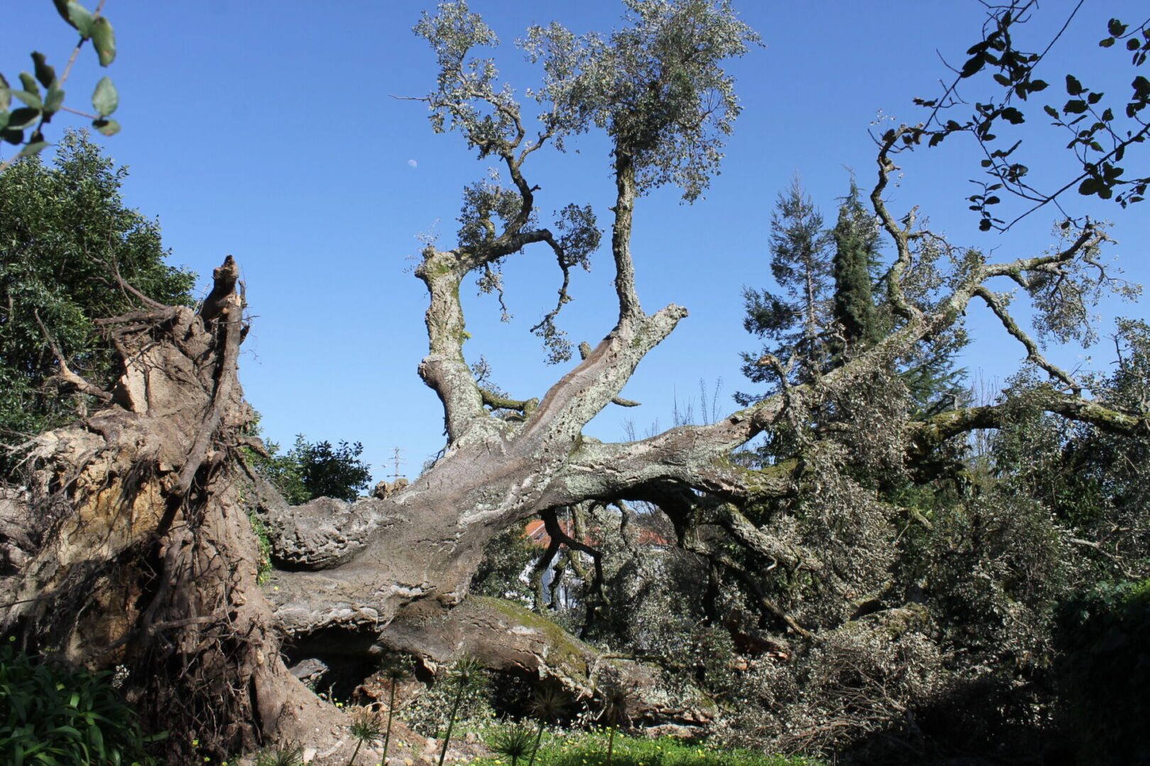 Queda de árvores centenárias mudou o rosto do território no norte do distrito de Leiria