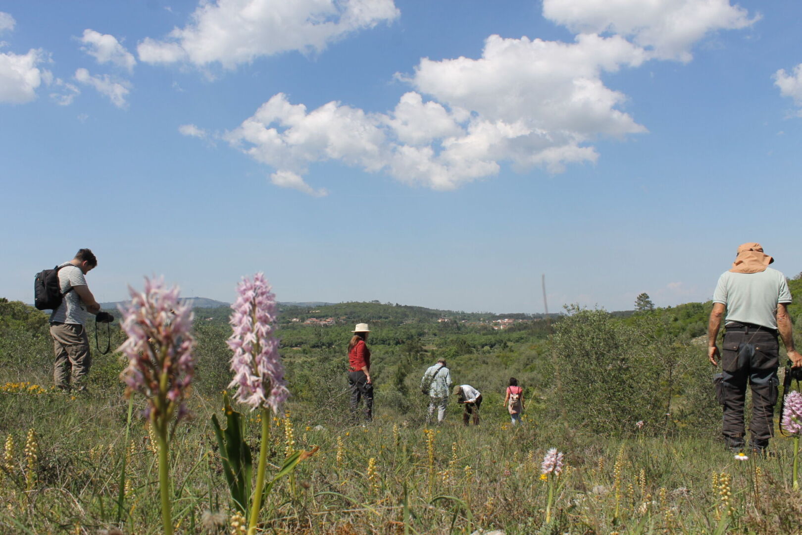 Sicó-Alvaiázere em destaque no Encontro da Associação de Orquídeas Selvagens