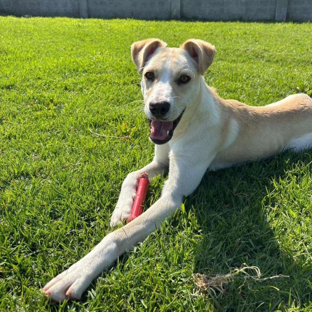 CRAPAA celebra 25.º aniversário com festa na Expoeste