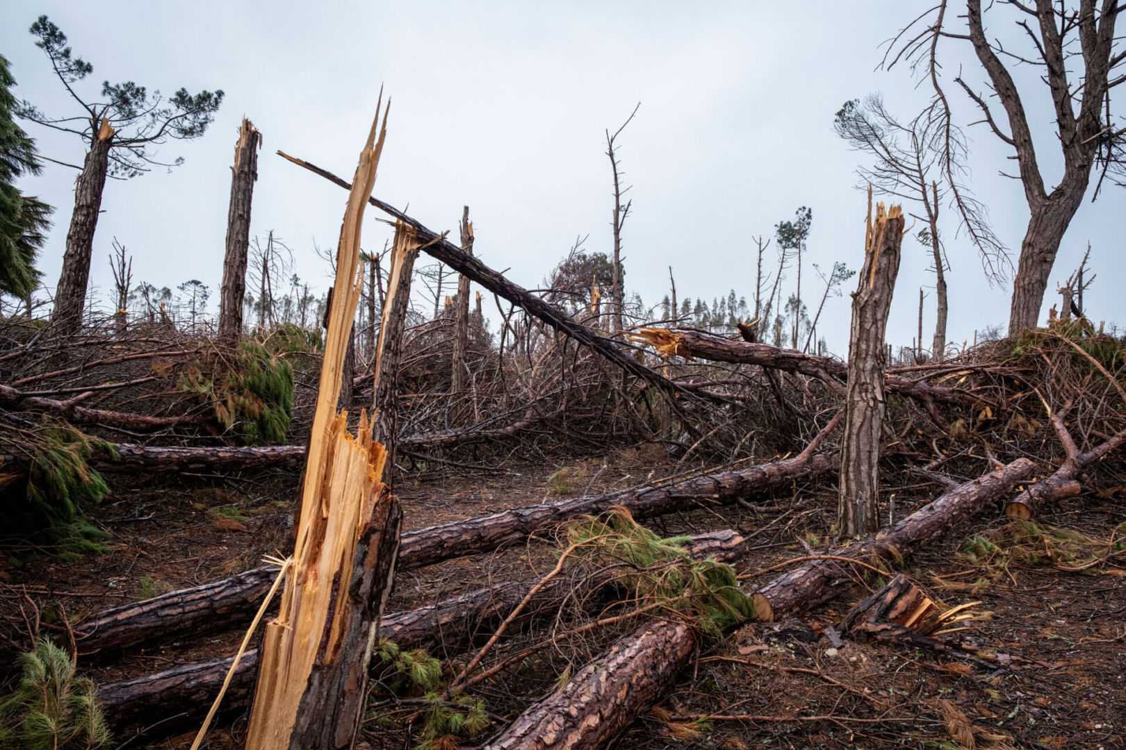 Florestas: Travar rastilho de pólvora deixado pela Kristin é uma corrida contra o tempo