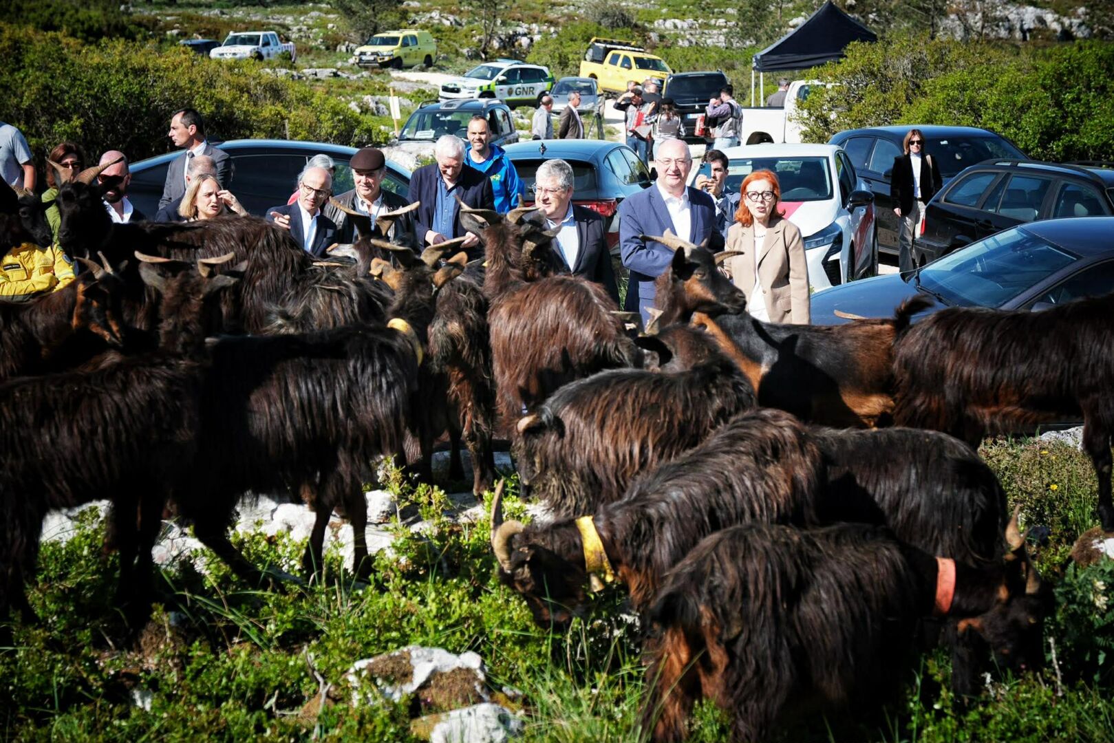 Governo investe 30 milhões de euros por ano para apoiar pastores e controlar risco de incêndios