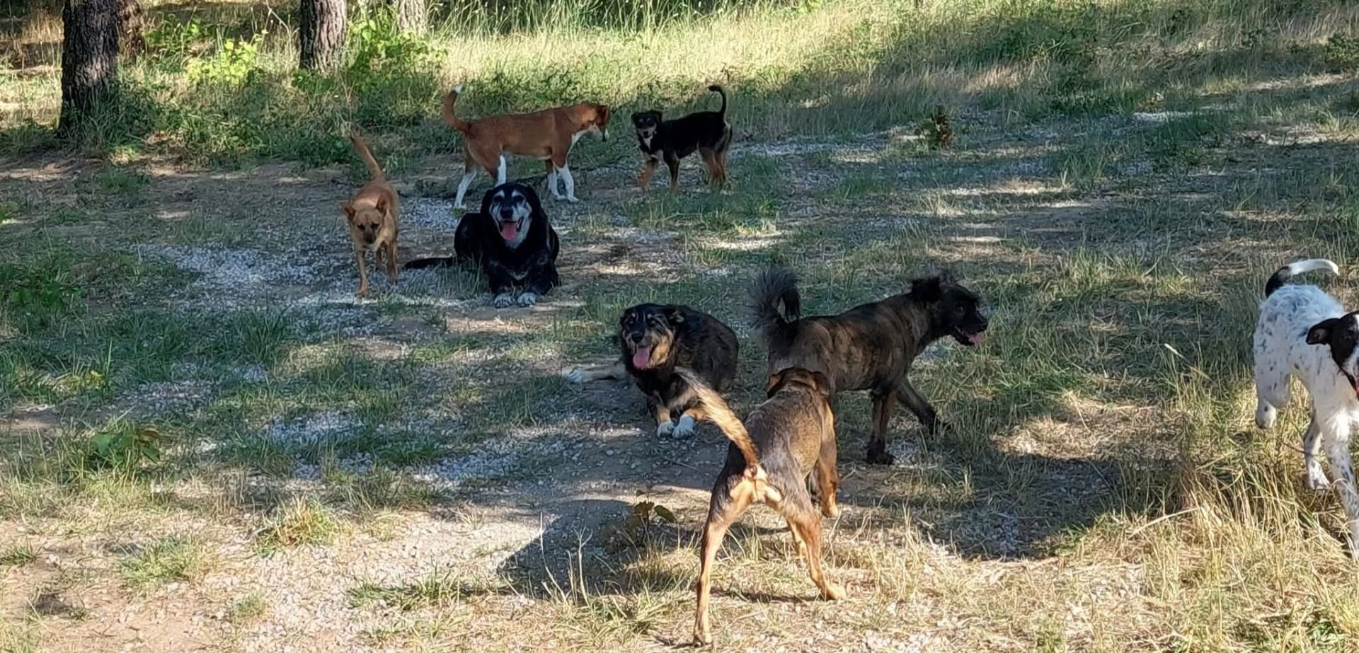 Ajudanimal alerta para aumento do número de abandonos no verão