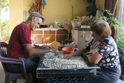 Duas pessoas sentadas à mesa separam manualmente grãos claros sobre um tabuleiro de rede. A cena decorre num espaço doméstico com plantas e utensílios ao fundo.