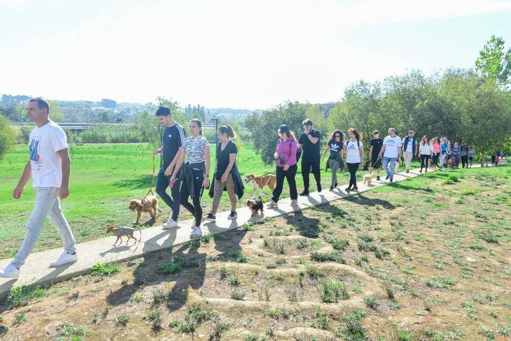 Um grupo de pessoas caminha com vários cães por um trilho num espaço verde. A imagem mostra uma caminhada ao ar livre, com árvores e relvado.