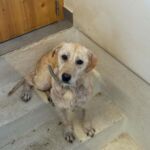 Um cão de pelo claro, com coleira, está sentado num degrau junto a uma porta de madeira. Não há pessoas nem texto visível na imagem.