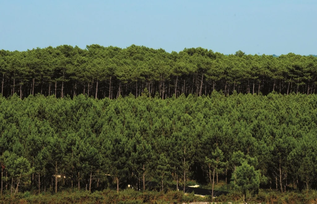 Vista de uma extensa área florestal, com árvores de diferentes alturas sob um céu limpo. Não há pessoas visíveis.