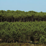 Vista de uma extensa área florestal, com árvores de diferentes alturas sob um céu limpo. Não há pessoas visíveis.